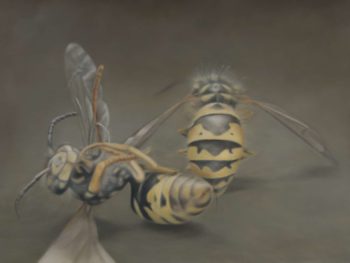 2 wespen groß (2011), 81 x 61 cm